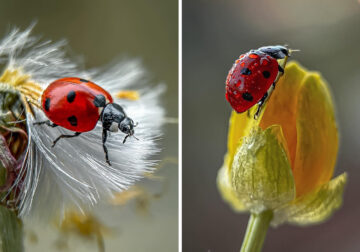 Macro Shots Of Ladybugs By Viktoria