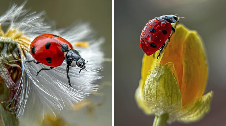 Macro Shots Of Ladybugs By Viktoria