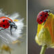 Macro Shots Of Ladybugs By Viktoria