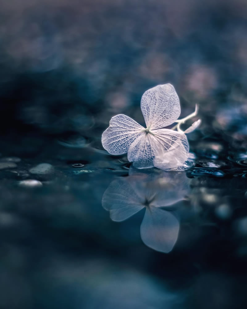 Mind-blowing Macro Photos Of Flowers And Leaves