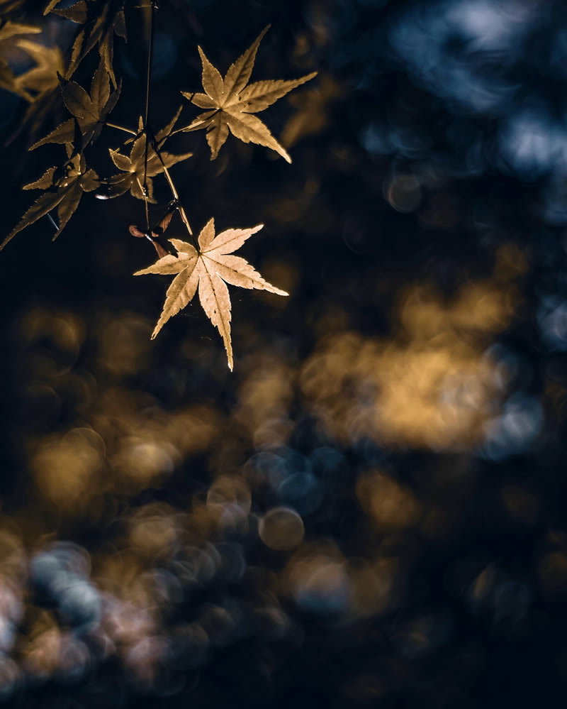 Mind-blowing Macro Photos Of Flowers And Leaves