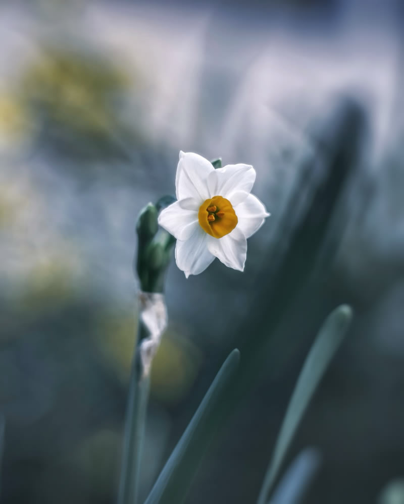 Mind-blowing Macro Photos Of Flowers And Leaves