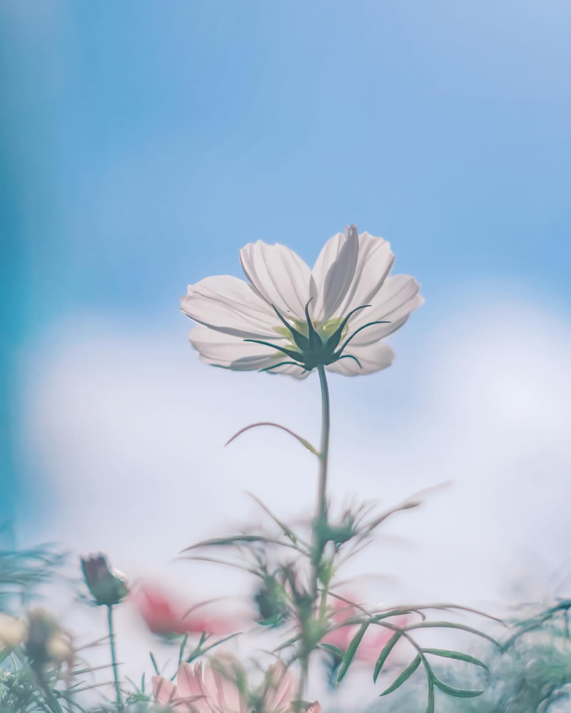 Mind-blowing Macro Photos Of Flowers And Leaves