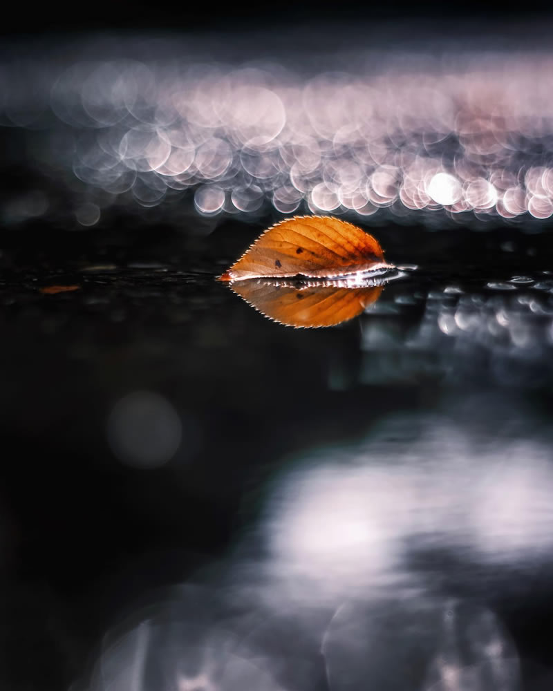 Mind-blowing Macro Photos Of Flowers And Leaves