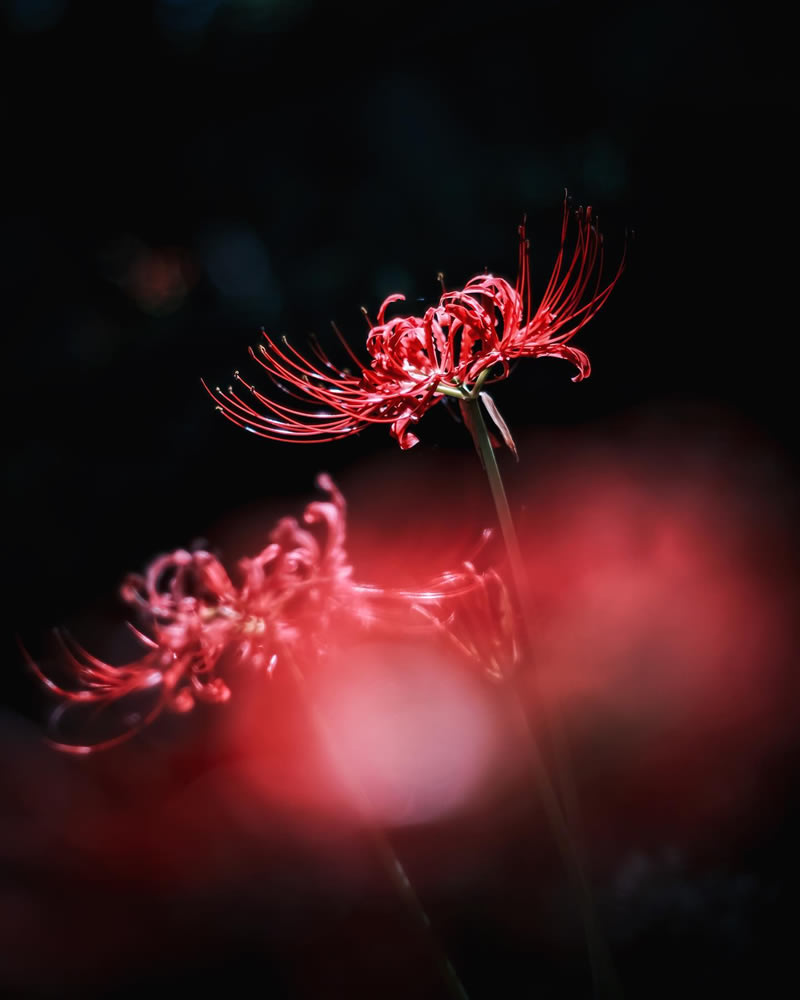 Mind-blowing Macro Photos Of Flowers And Leaves