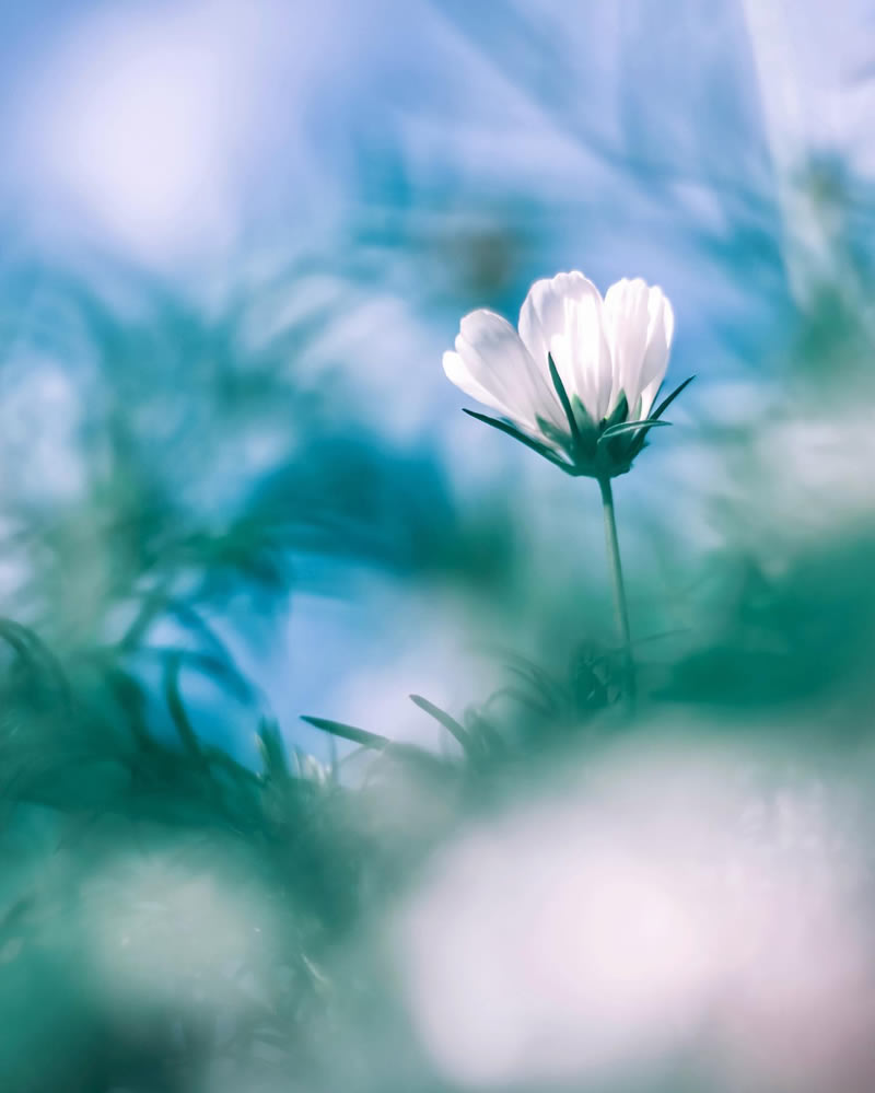 Mind-blowing Macro Photos Of Flowers And Leaves