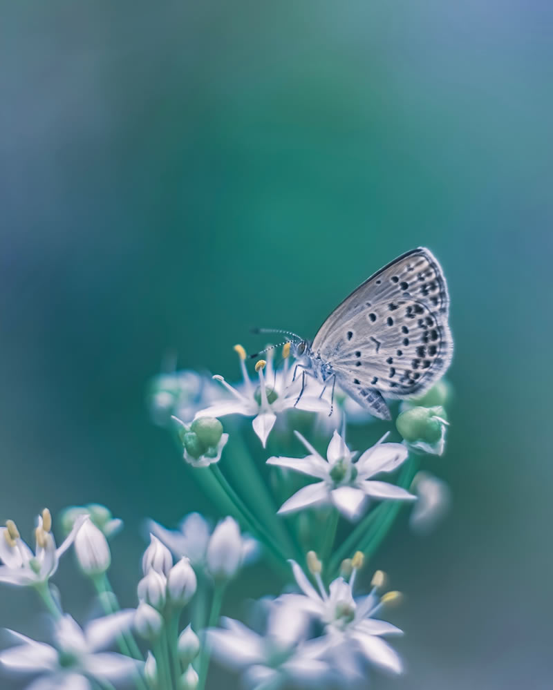 Mind-blowing Macro Photos Of Flowers And Leaves