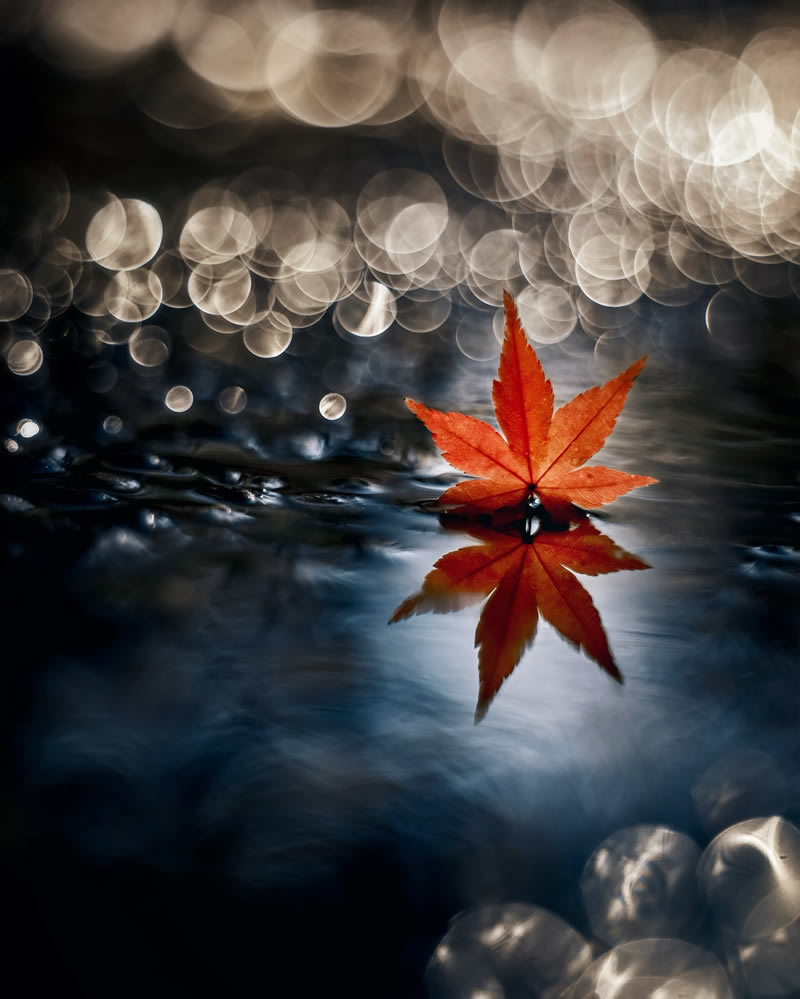 Mind-blowing Macro Photos Of Flowers And Leaves