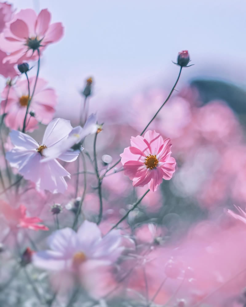 Mind-blowing Macro Photos Of Flowers And Leaves