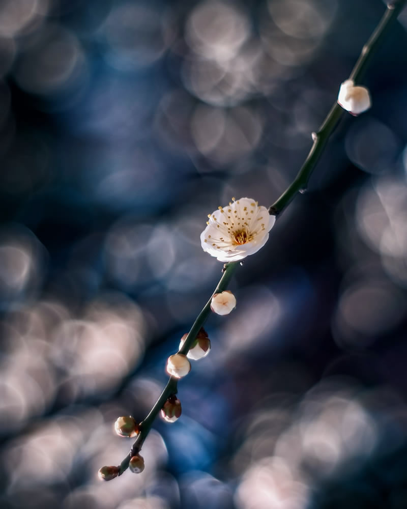 Mind-blowing Macro Photos Of Flowers And Leaves