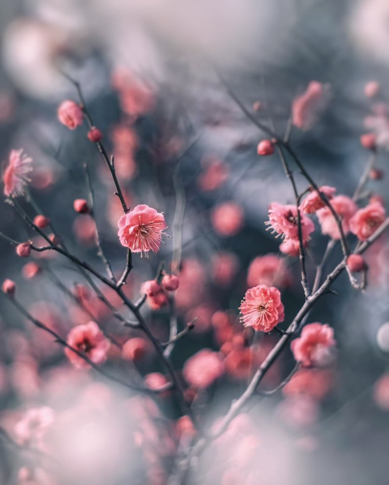 Mind-blowing Macro Photos Of Flowers And Leaves