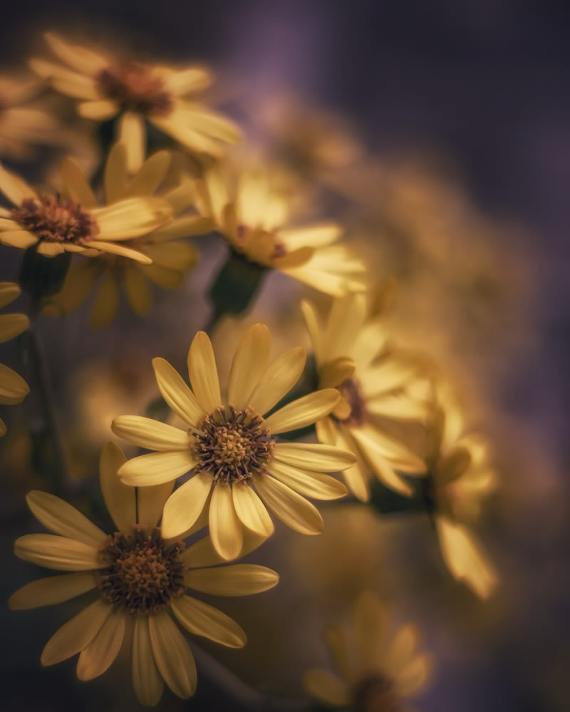 Mind-blowing Macro Photos Of Flowers And Leaves