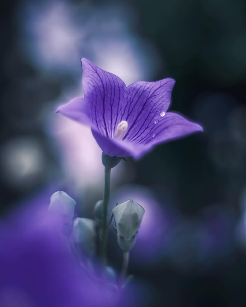 Mind-blowing Macro Photos Of Flowers And Leaves