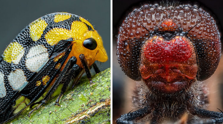 Mesmerizing Macro Photos Of Insects