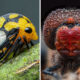 Mesmerizing Macro Photos Of Insects