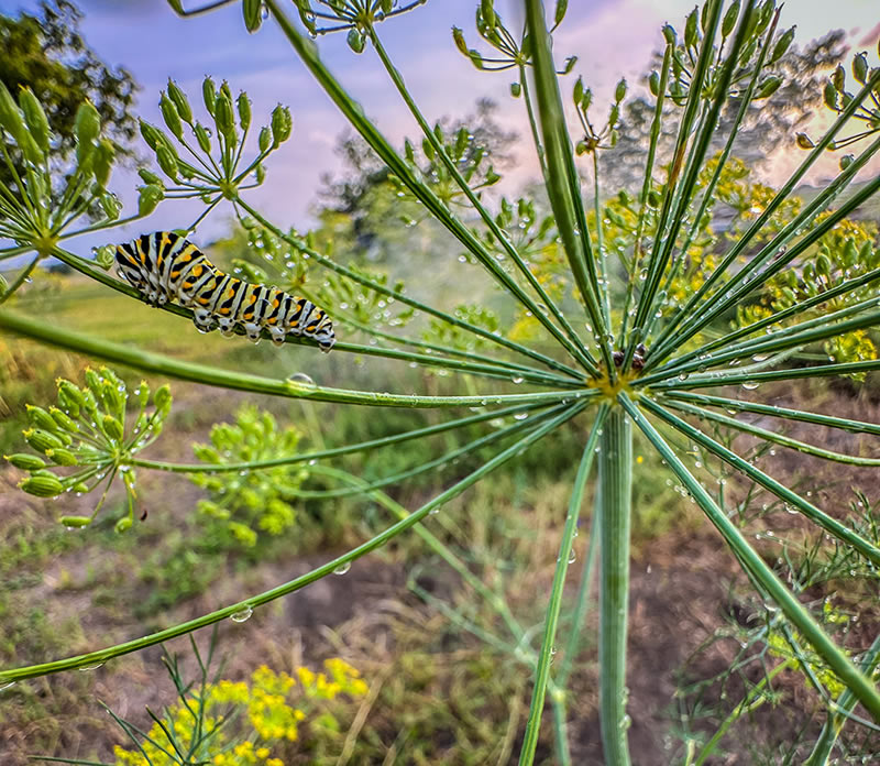 Incredible Macro Photos Taken On Mobile Phone 