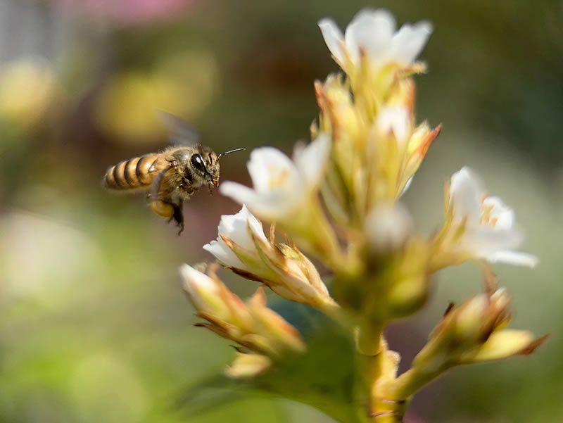 Incredible Macro Photos Taken On Mobile Phone 