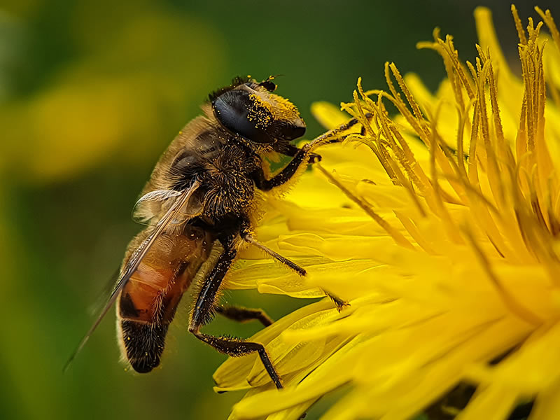 Incredible Macro Photos Taken On Mobile Phone 