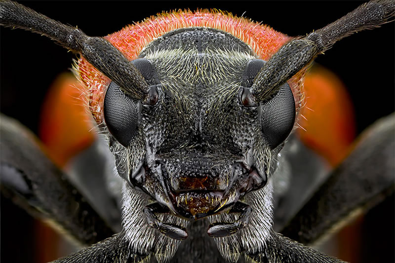 Macro Photos Of Insects By Paulo Lataes