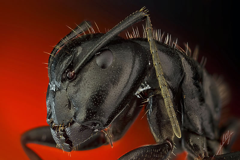 Macro Photos Of Insects By Paulo Lataes