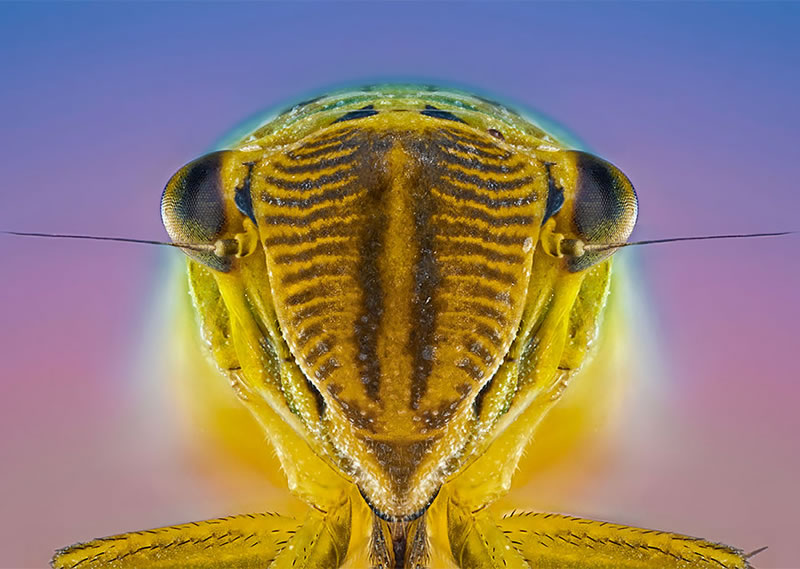 Macro Photos Of Insects By Paulo Lataes