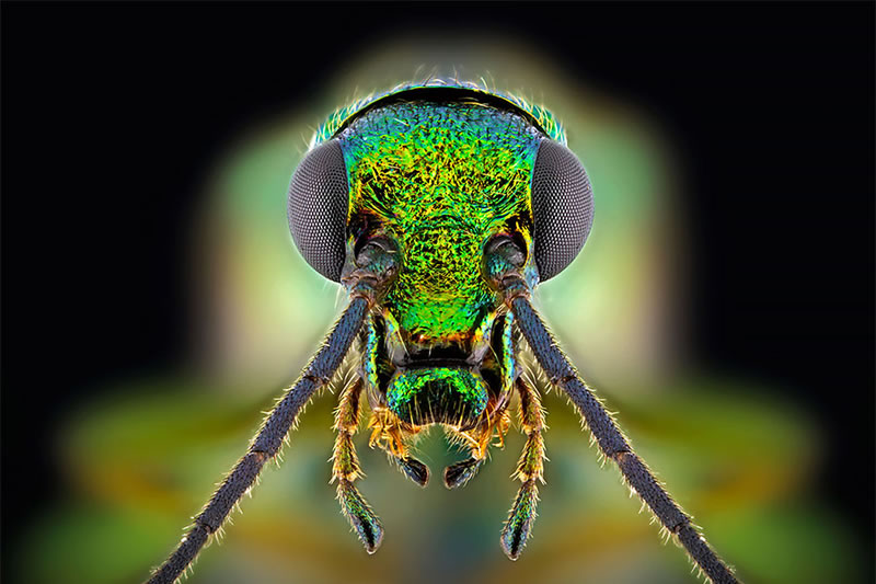 Macro Photos Of Insects By Paulo Lataes