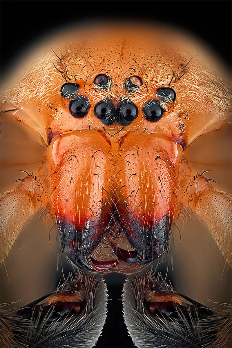 Macro Photos Of Insects By Paulo Lataes