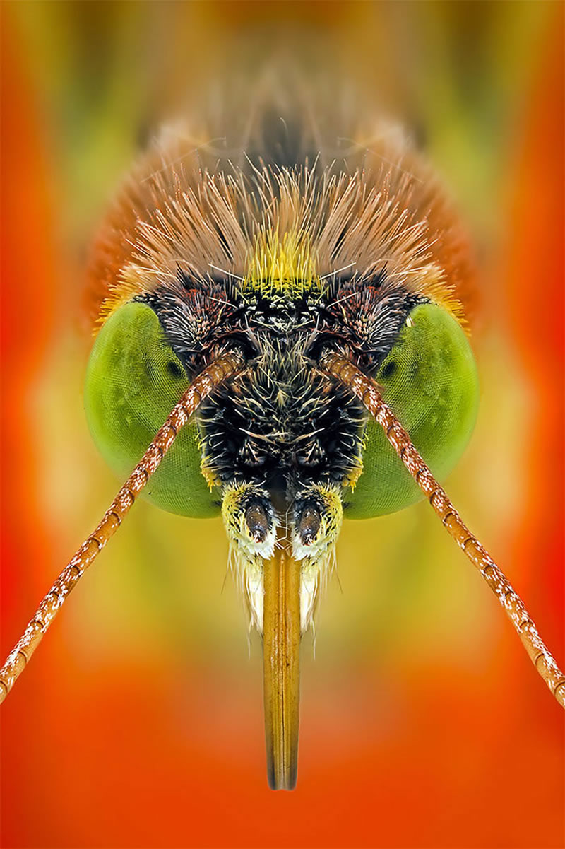 Macro Photos Of Insects By Paulo Lataes