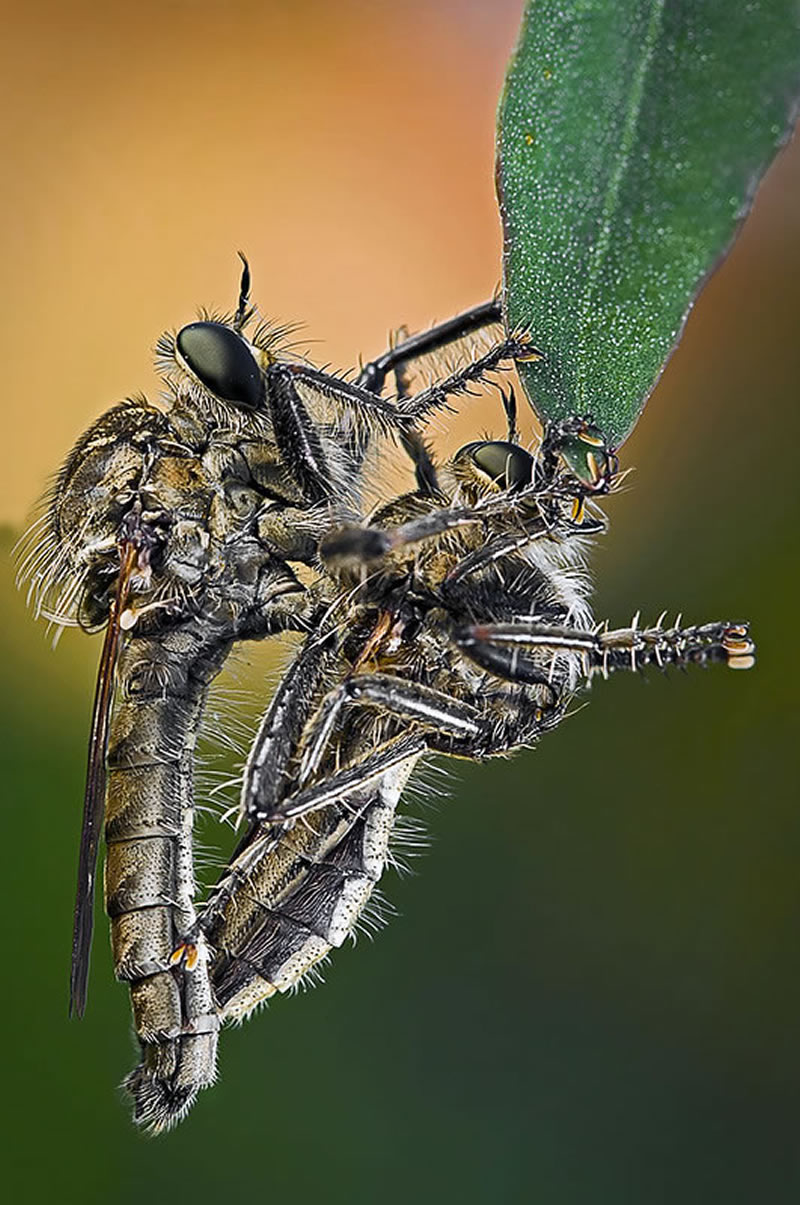 Macro Photos Of Insects By Paulo Lataes