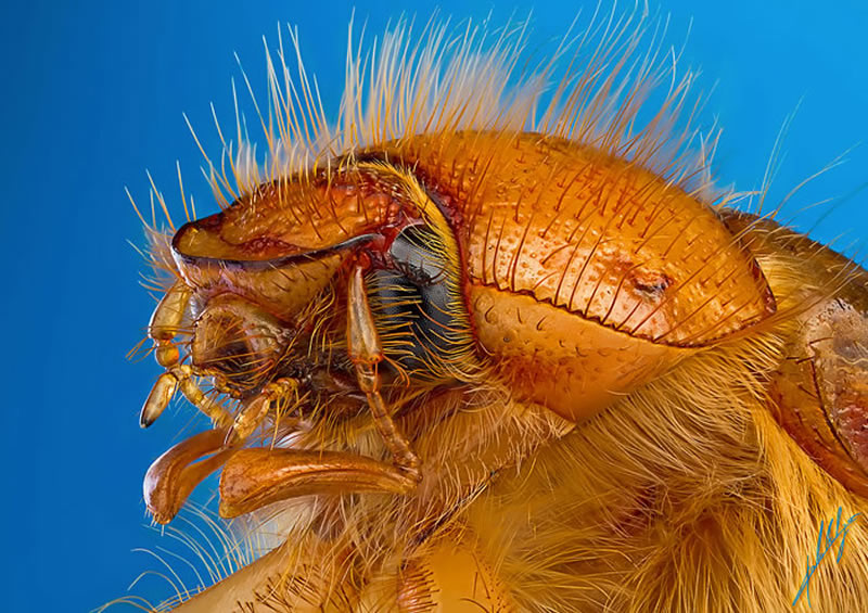 Macro Photos Of Insects By Paulo Lataes