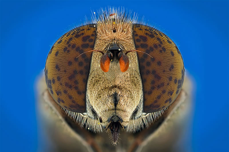 Macro Photos Of Insects By Paulo Lataes