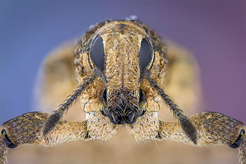 Macro Photos Of Insects By Paulo Lataes