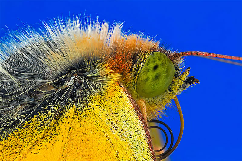 Macro Photos Of Insects By Paulo Lataes