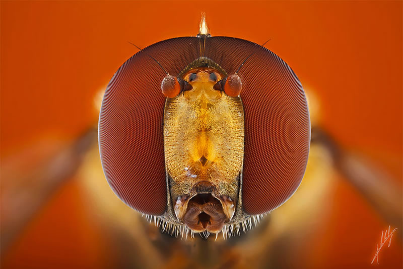 Macro Photos Of Insects By Paulo Lataes