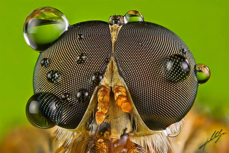 Macro Photos Of Insects By Paulo Lataes