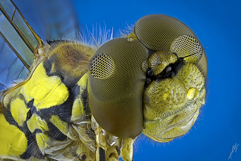 Macro Photos Of Insects By Paulo Lataes