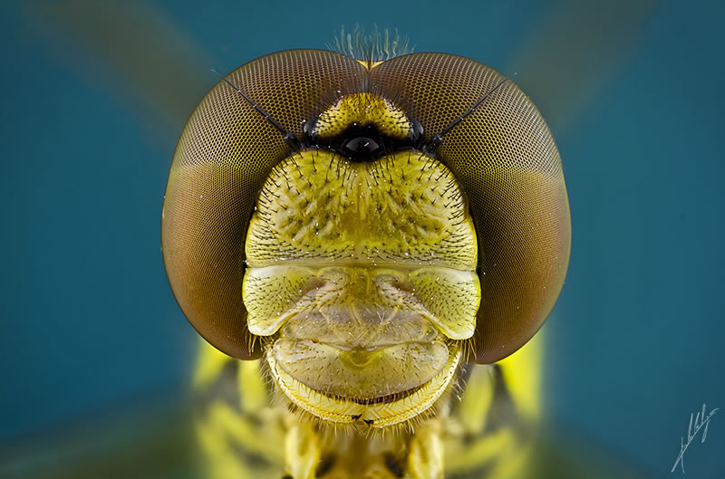 Macro Photos Of Insects By Paulo Lataes