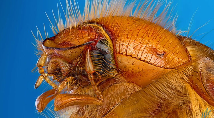 Macro Photos Of Insects By Paulo Lataes