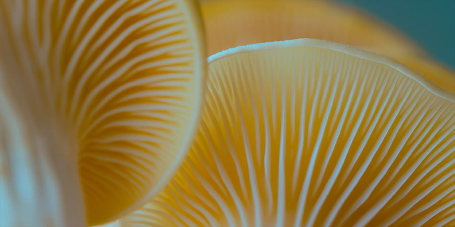 Mushroom Macro Photography By Toros Kose