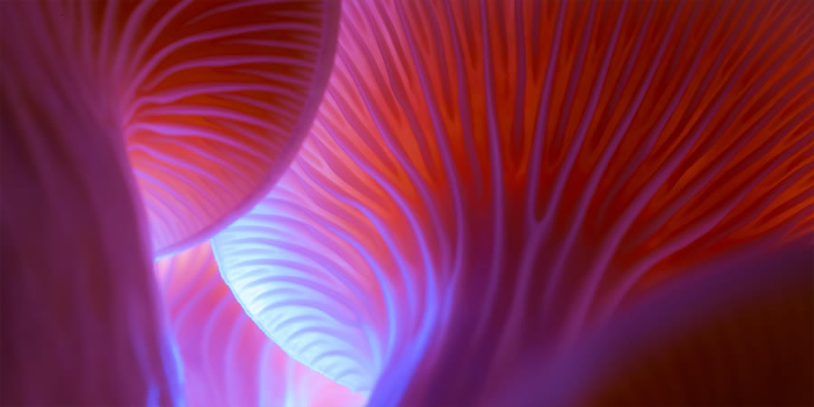 Mushroom Macro Photography By Toros Kose