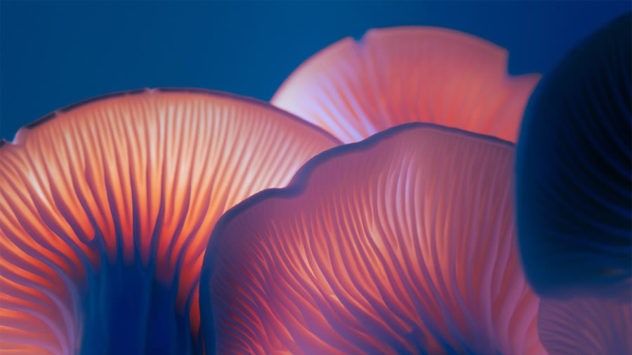 Mushroom Macro Photography By Toros Kose