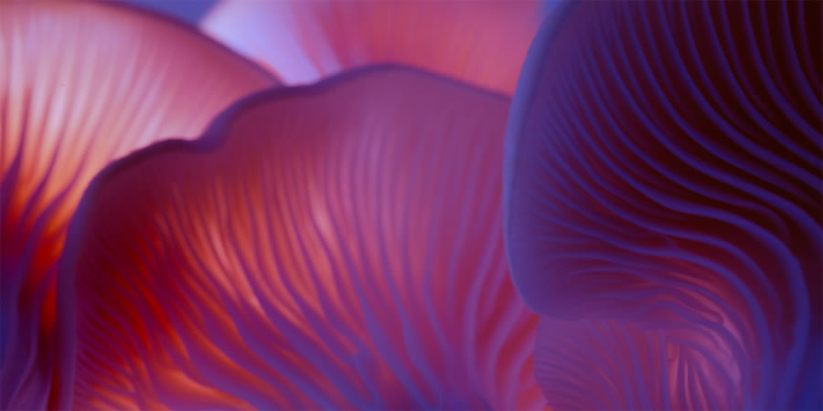 Mushroom Macro Photography By Toros Kose