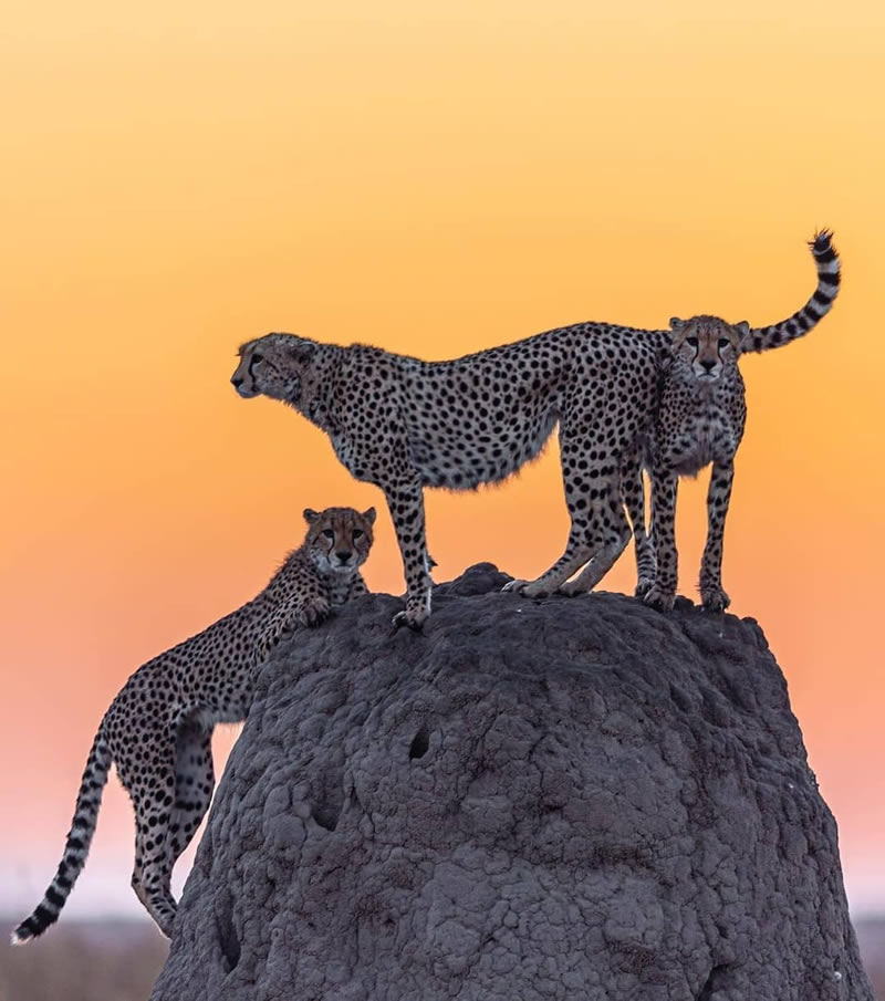 Wildlife Photographs For The Adventurous Soul