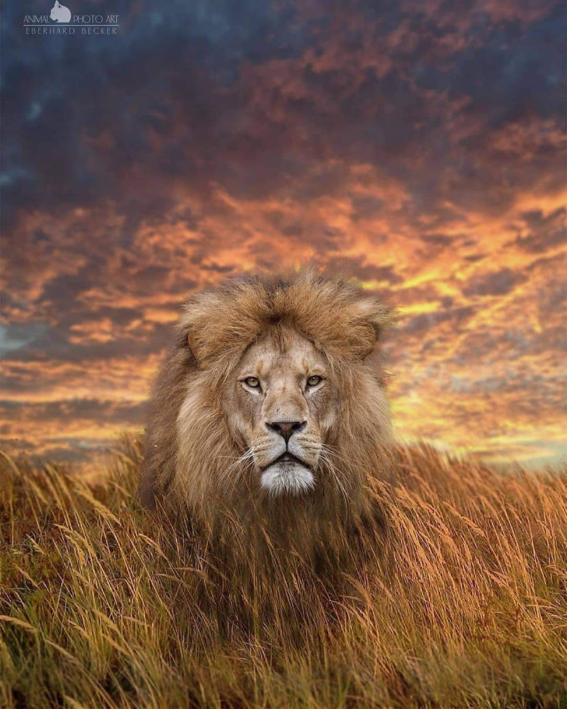 Wildlife Photographs For The Adventurous Soul