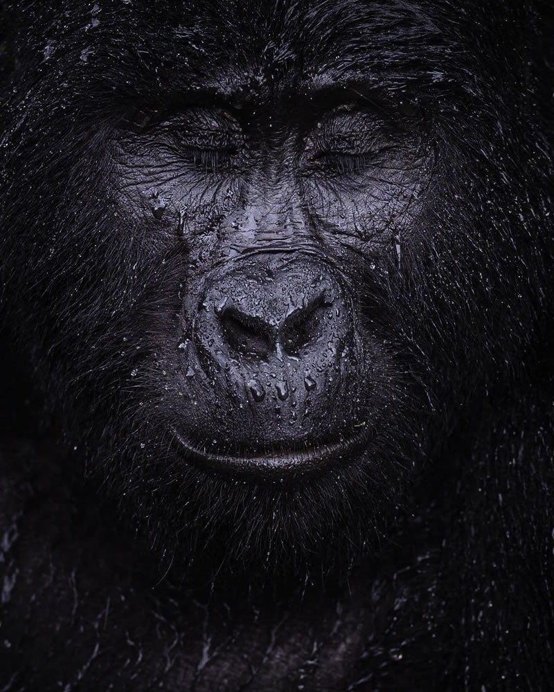 Wildlife Photographs For The Adventurous Soul