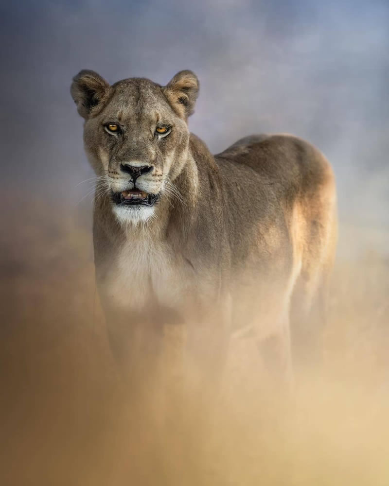 Wildlife Photographs For The Adventurous Soul