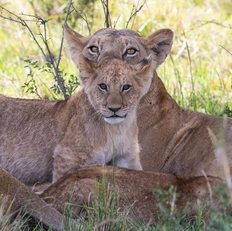 Wildlife Photographs For The Adventurous Soul