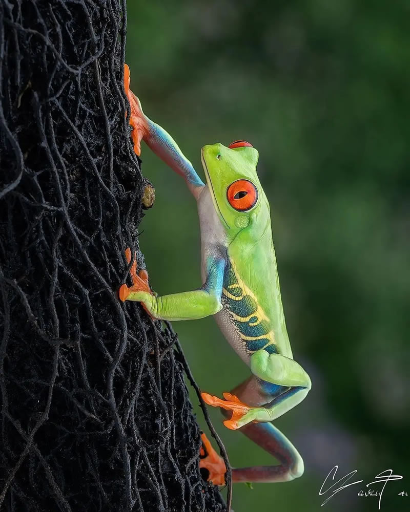 Wildlife Photographs For The Adventurous Soul