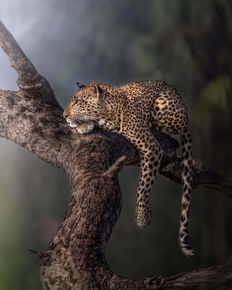 Wildlife Photographs For The Adventurous Soul