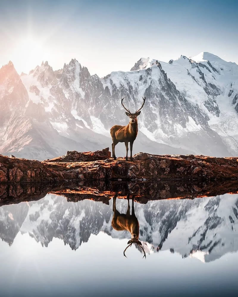 Wildlife Photographs For The Adventurous Soul